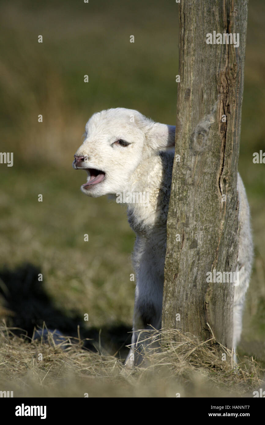 Crying lamb sheep hires stock photography and images Alamy