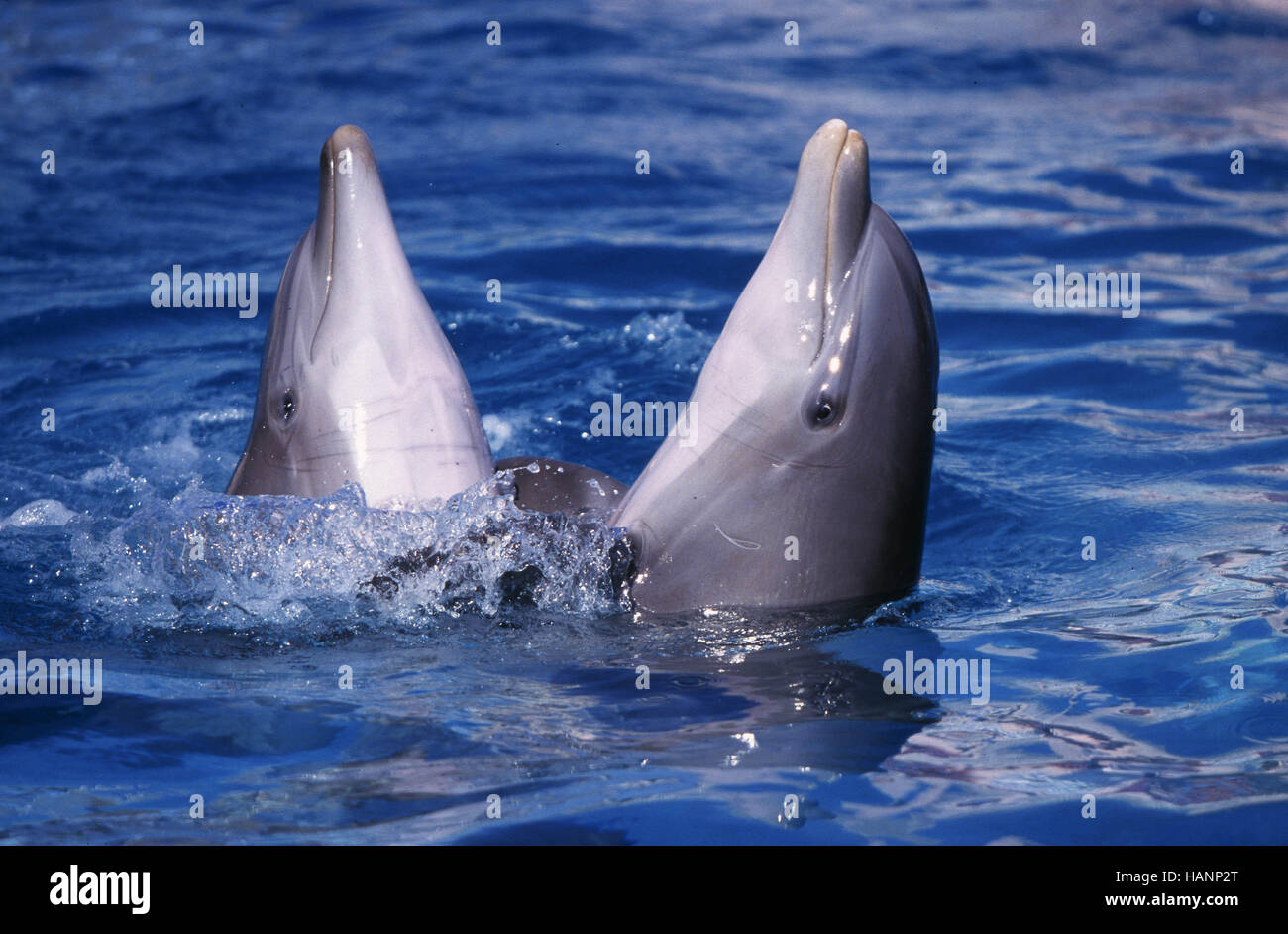 Bottlenose Dolphin Stock Photo Alamy