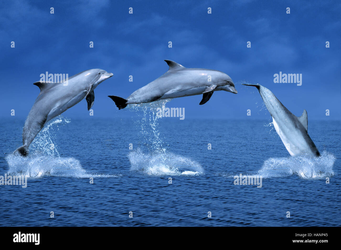 Gruppe delphine hires stock photography and images Alamy