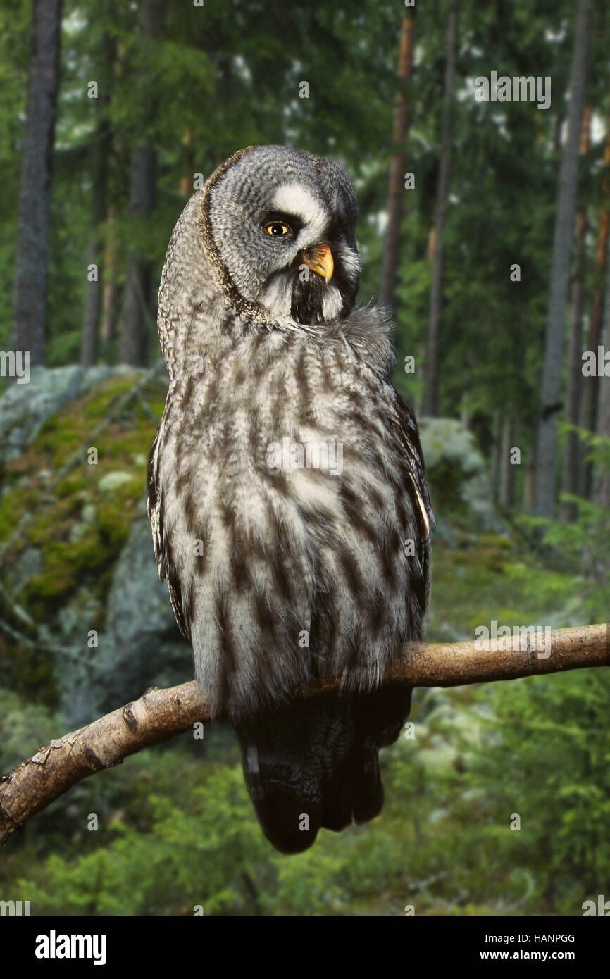Great Grey Owl / Bartkauz Stock Photo
