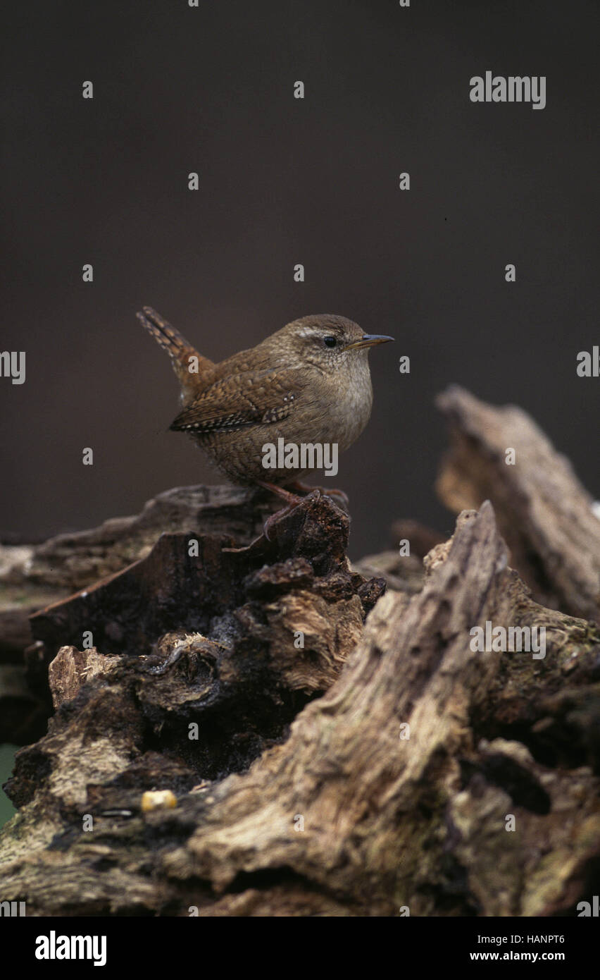 Northern Wren Stock Photo Alamy