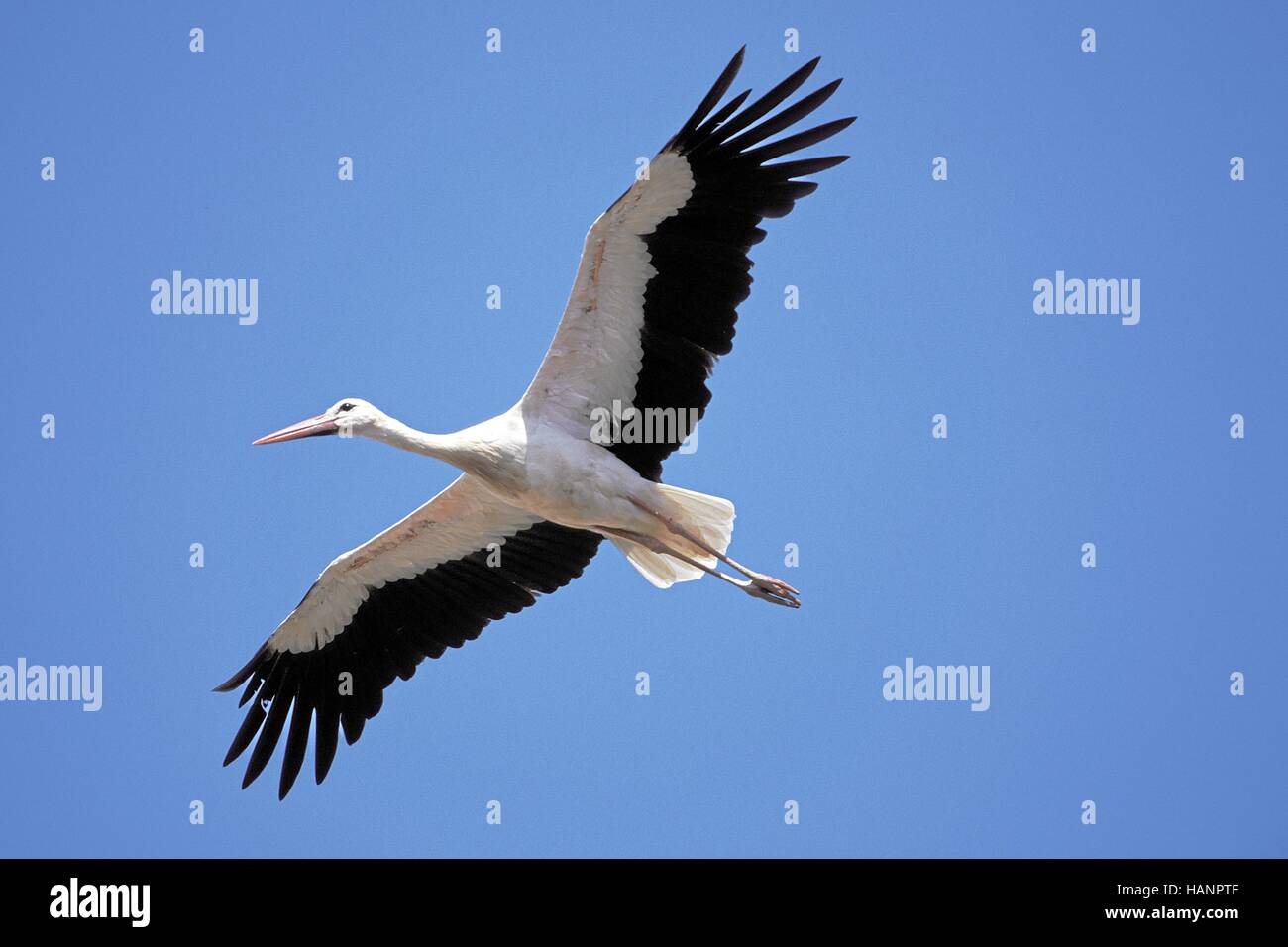 White stork Stock Photo
