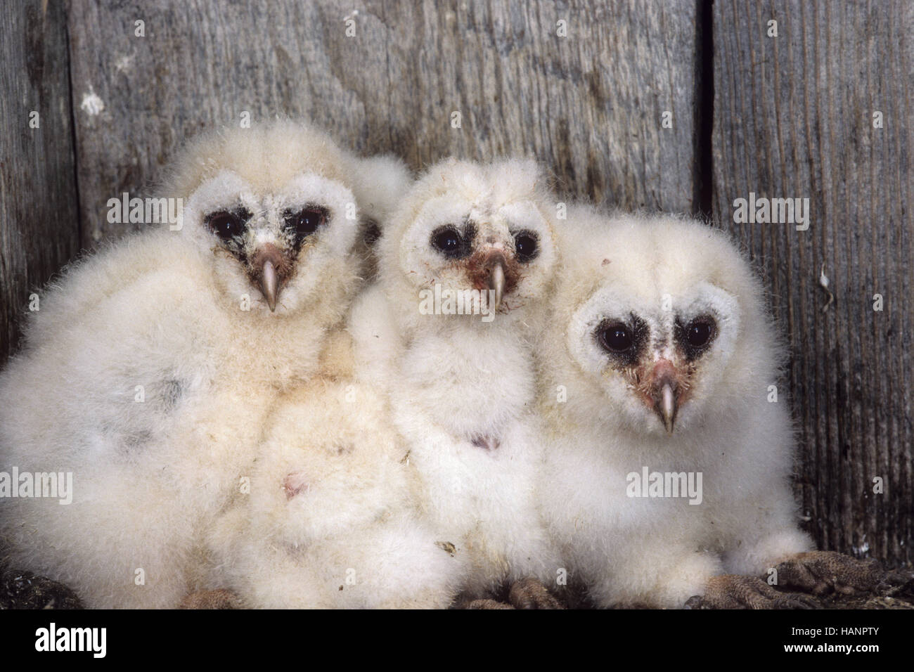 Common Barn-Owl Stock Photo