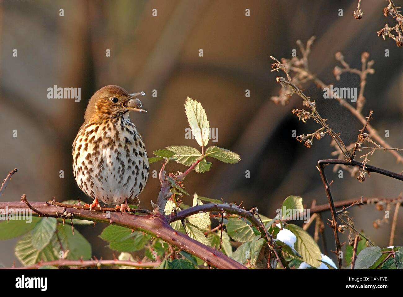 Singdrossel, Song Thrush, Turdus philomelos Stock Photo