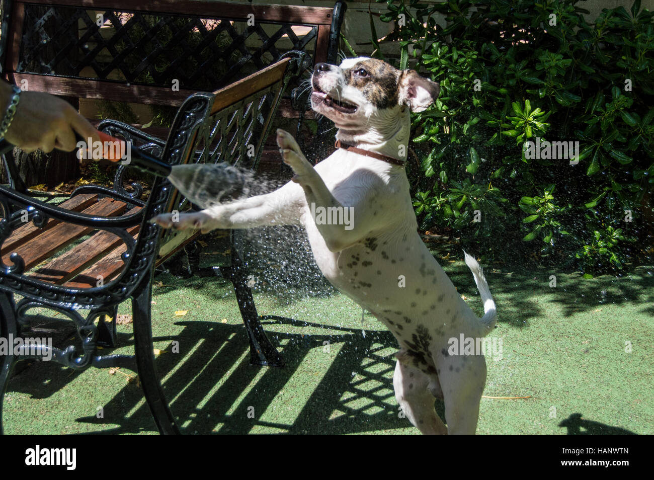 Dog taking a shower outside Stock Photo Alamy