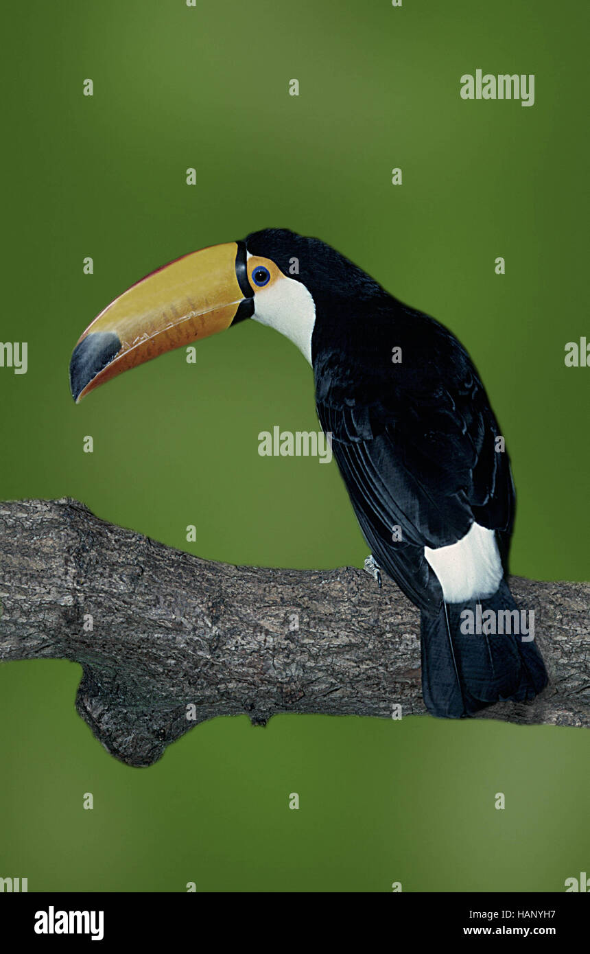 toco toucan Stock Photo
