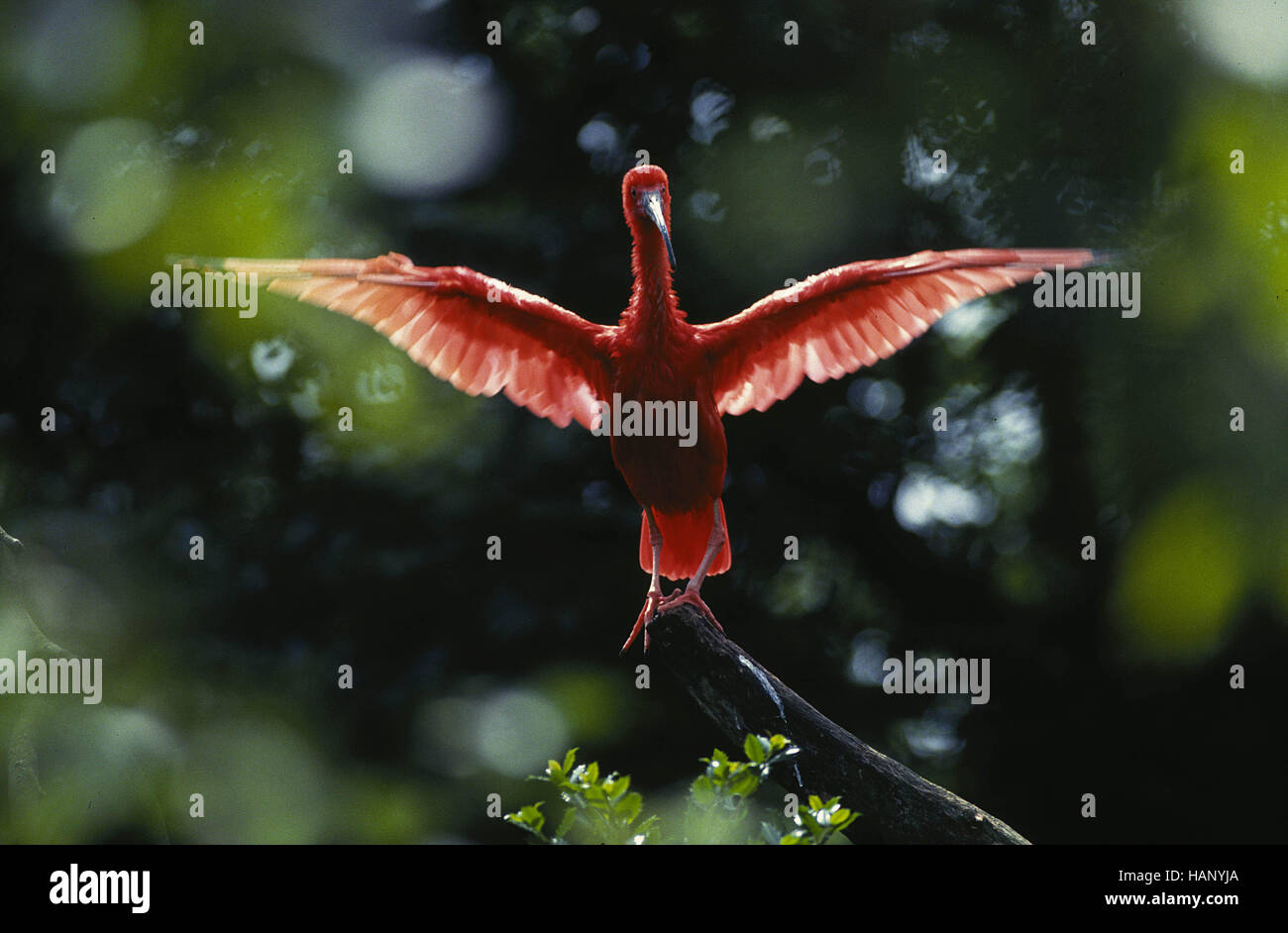 scarlet ibis Stock Photo