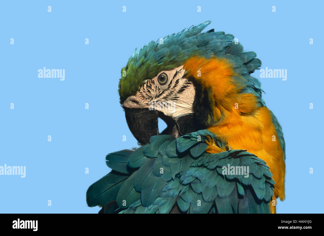 ara, true parrots, psittacidae Stock Photo