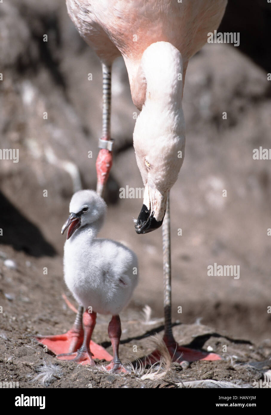 chilean flamingo Stock Photo