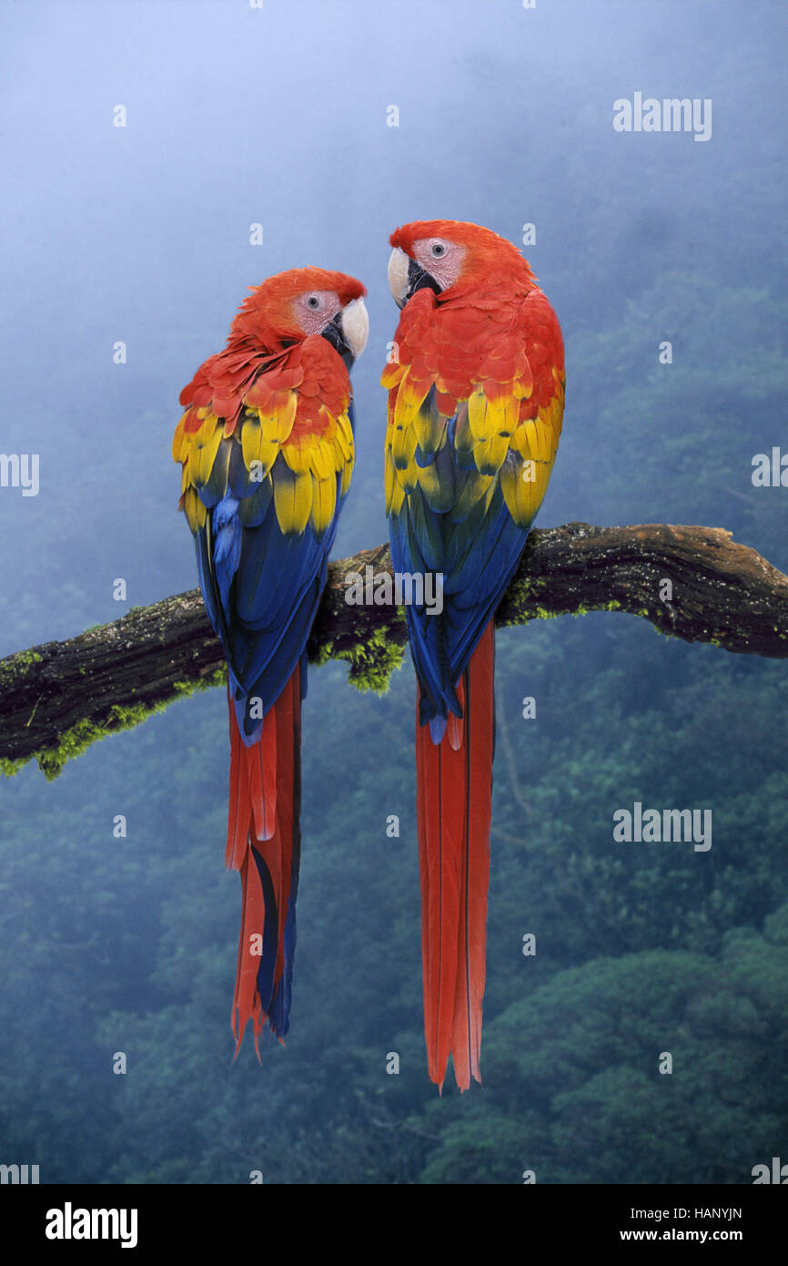 hellroter ara, ara macao, scarlet macaw Stock Photo