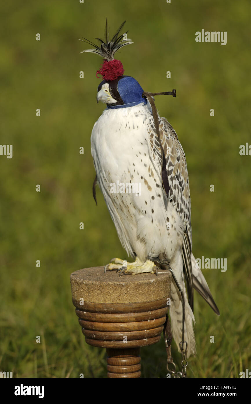 gerfalke, falco rusticolus, gyrfalcon Stock Photo