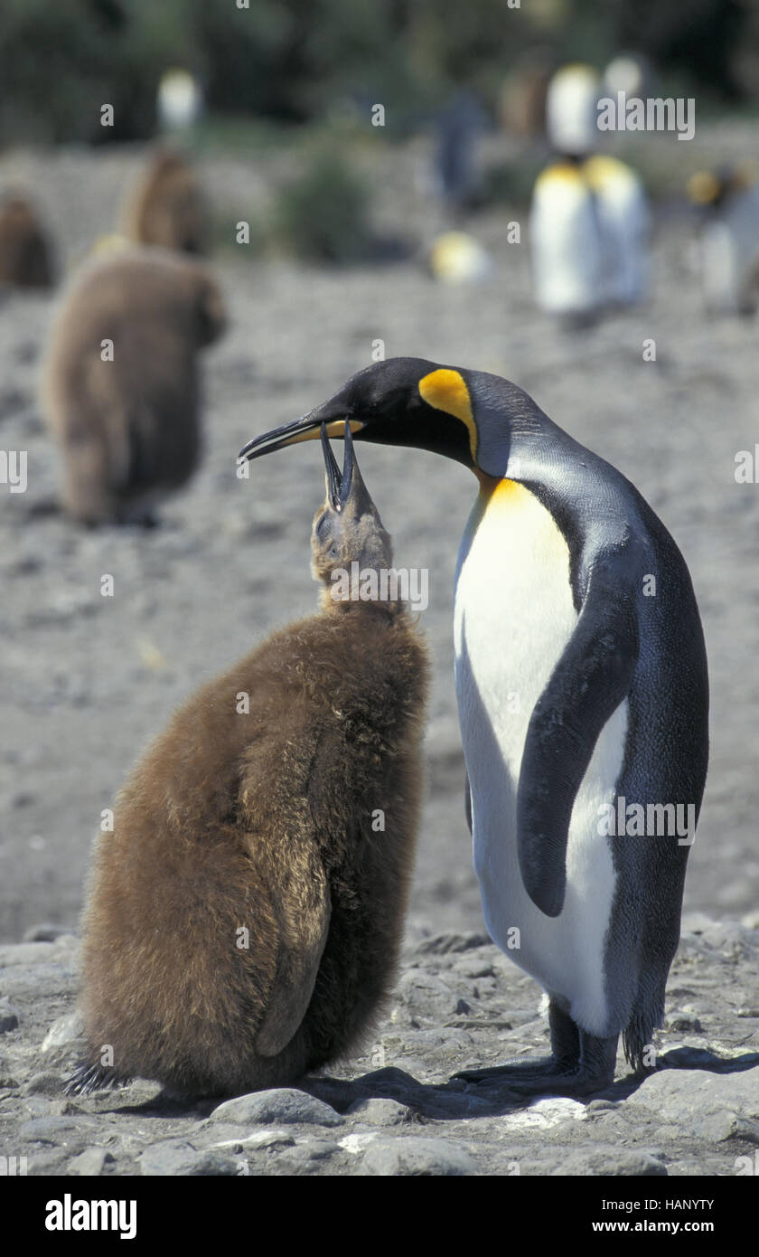 king penguin Stock Photo