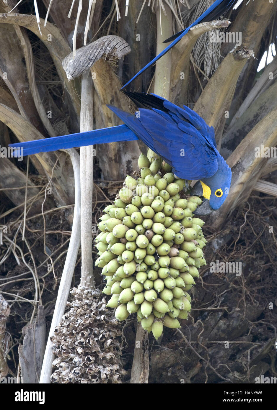 hyacinth macaw Stock Photo