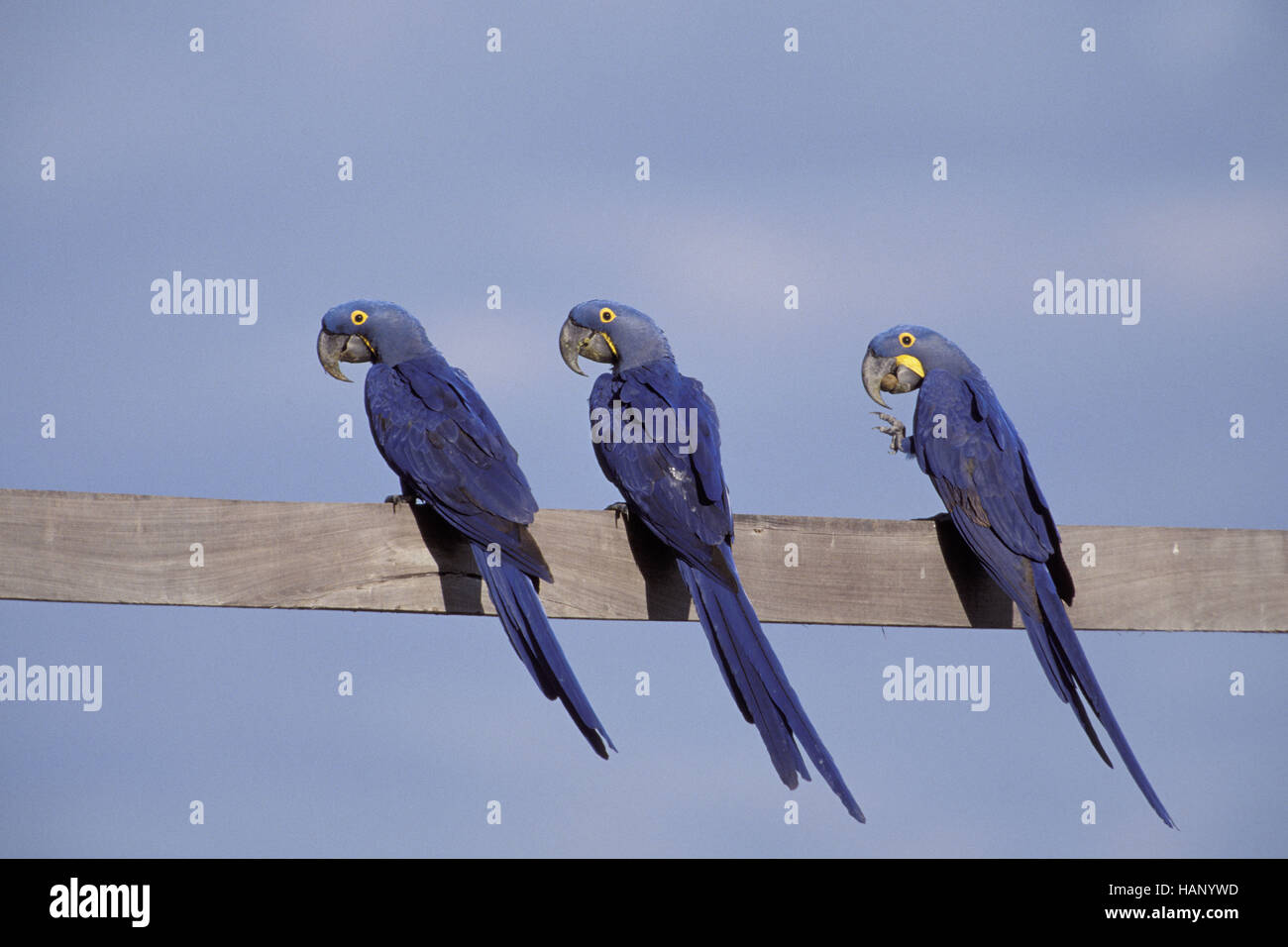 hyacinth macaw Stock Photo