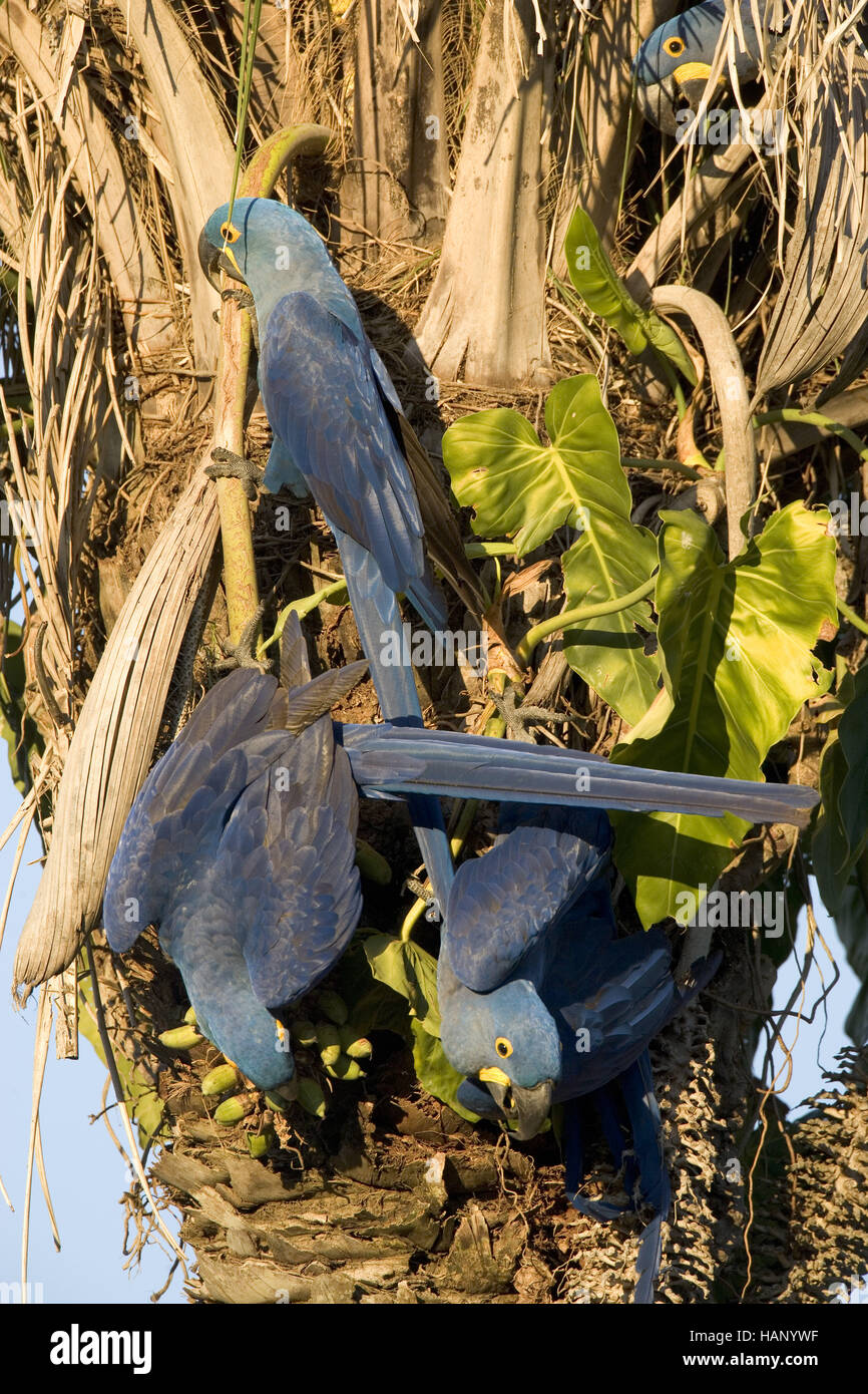 hyacinth macaw Stock Photo
