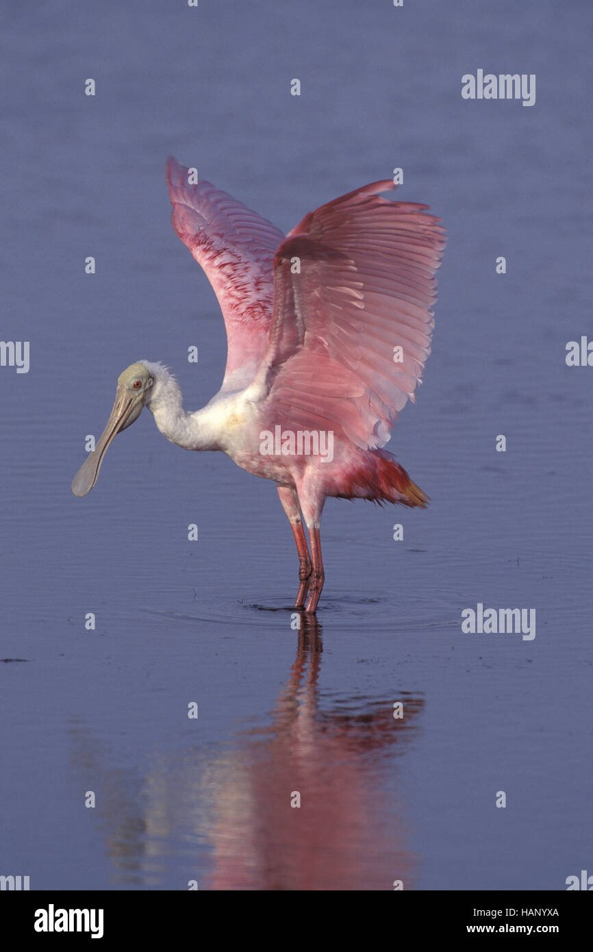 Beautiful spoonbill hi-res stock photography and images - Alamy