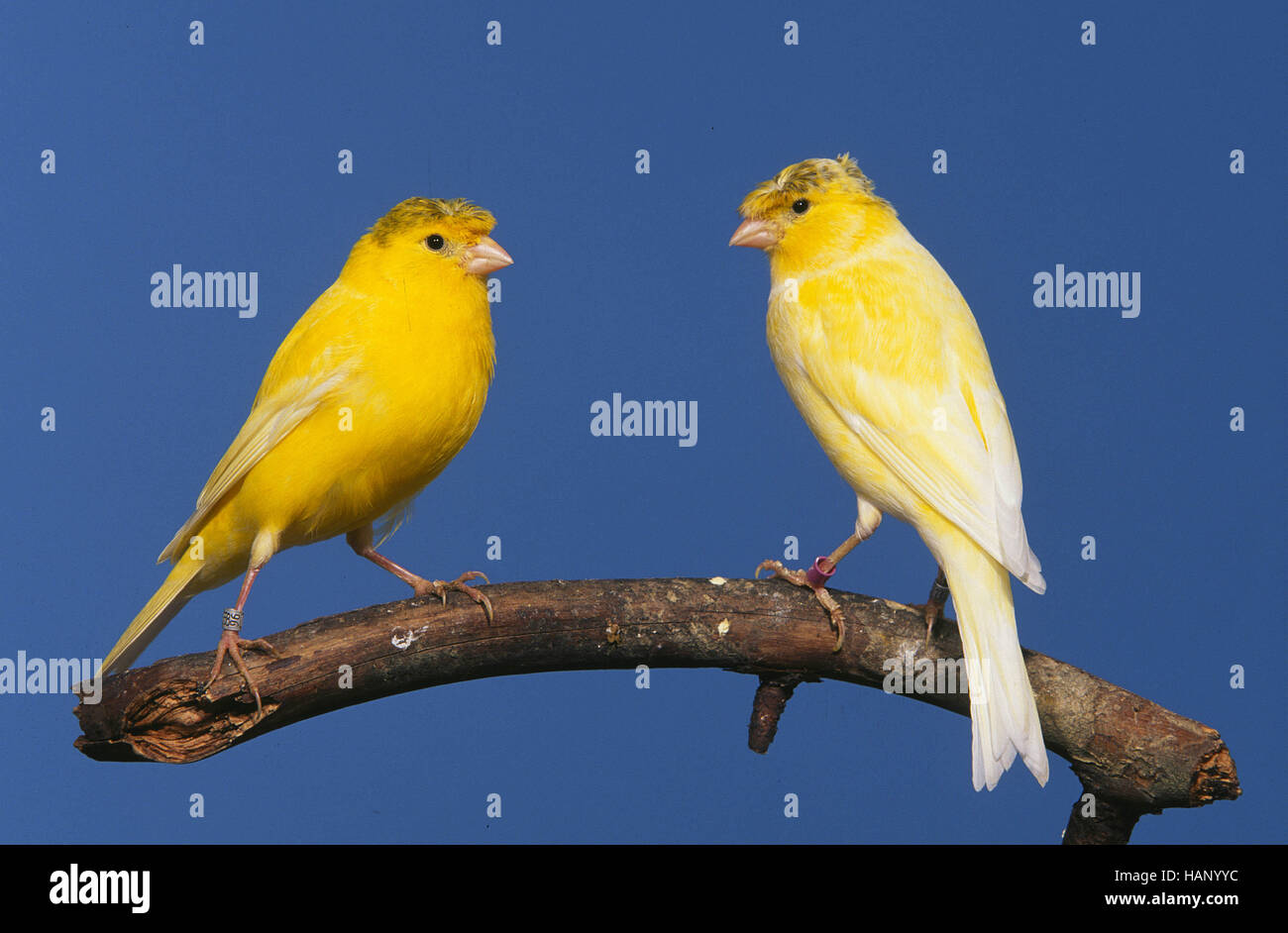 Canary Stock Photo