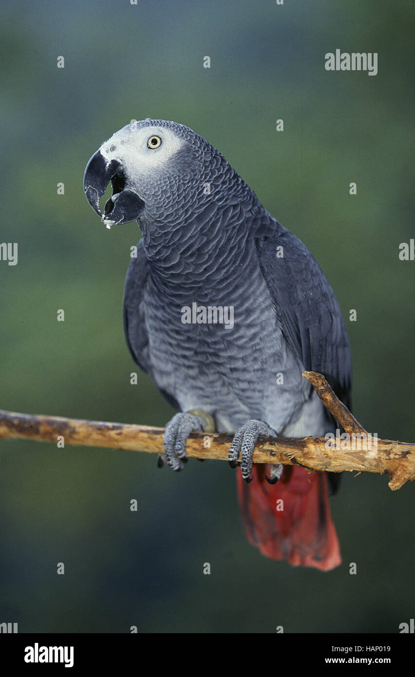 Gra Jaco High Resolution Stock and Images - Alamy