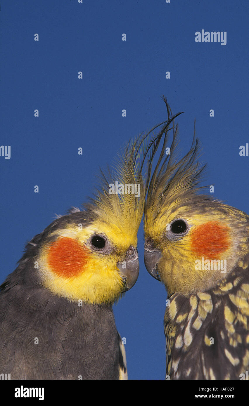Cockatiel Stock Photo Alamy