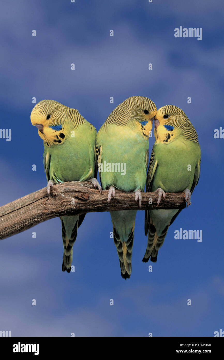 Budgie Australia High Resolution Stock Photography and Images Alamy