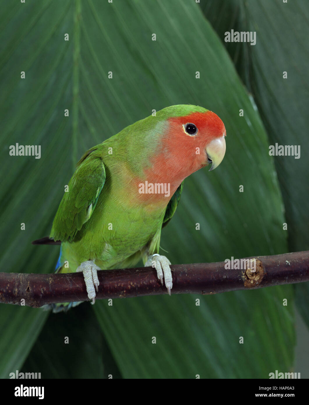 Peach-faced Lovebird / Rosenkoepfchen Stock Photo