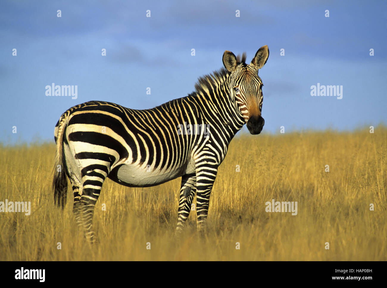 Zebra, South Africa, Suedafrika Stock Photo Alamy