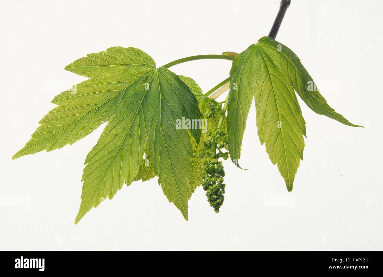 sycamore maple Stock Photo
