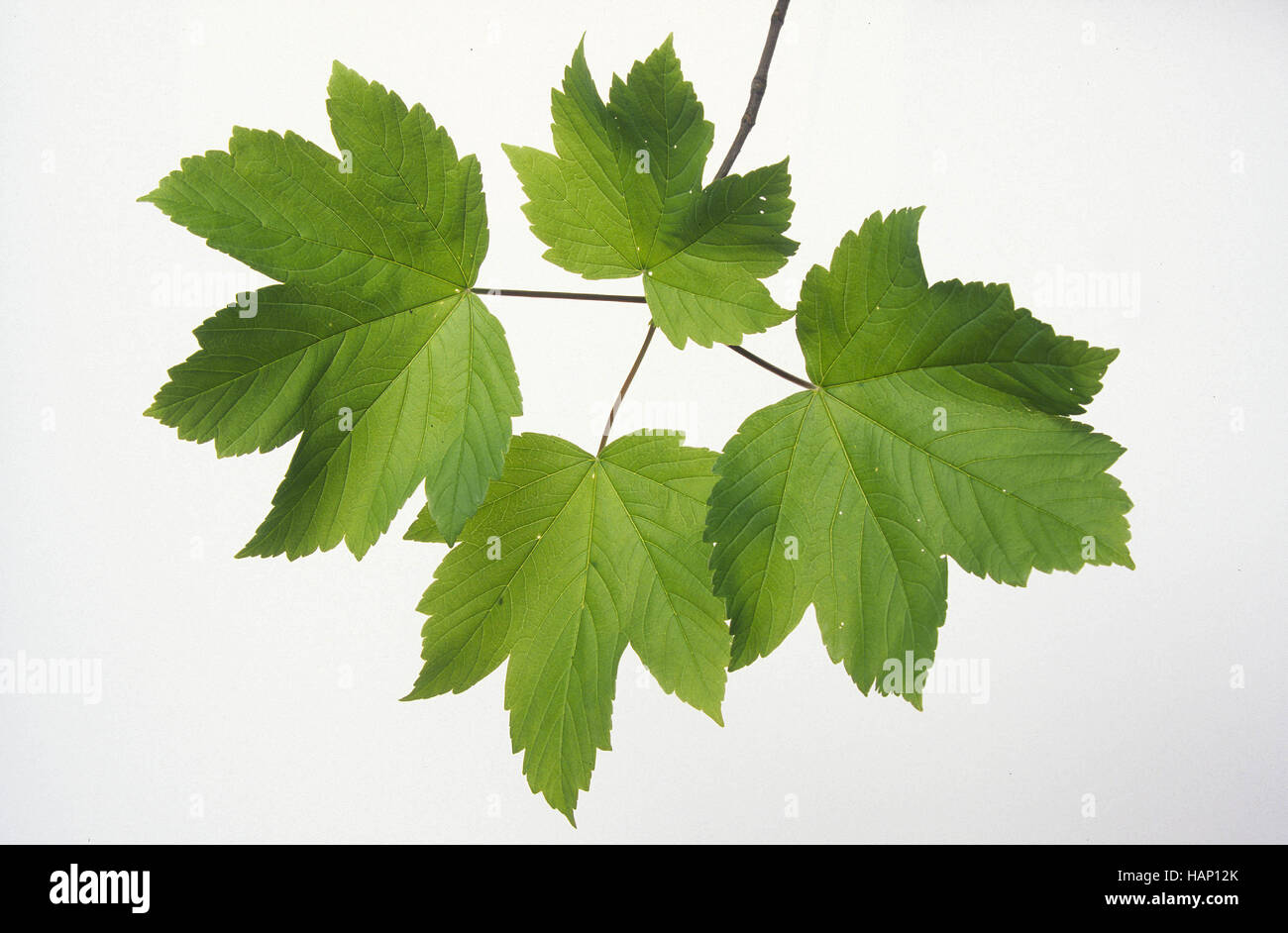 sycamore maple Stock Photo