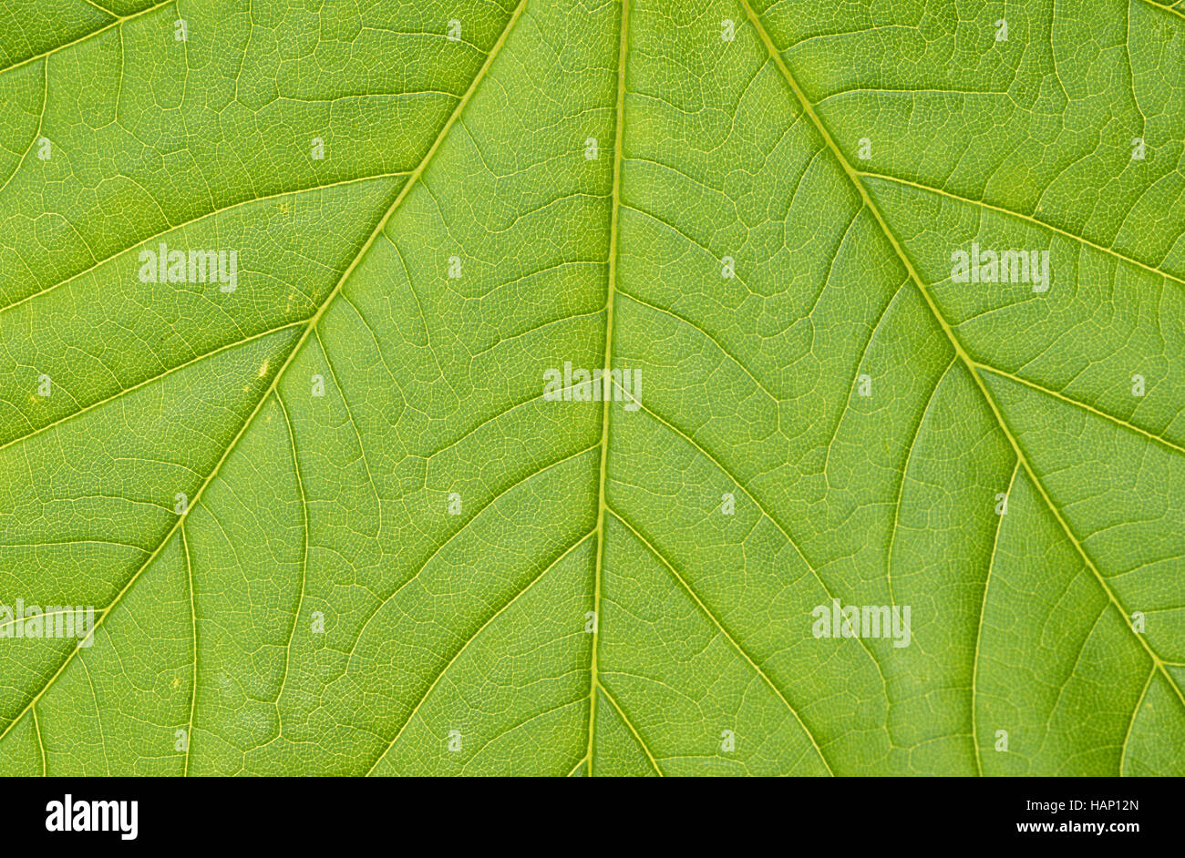sycamore maple Stock Photo