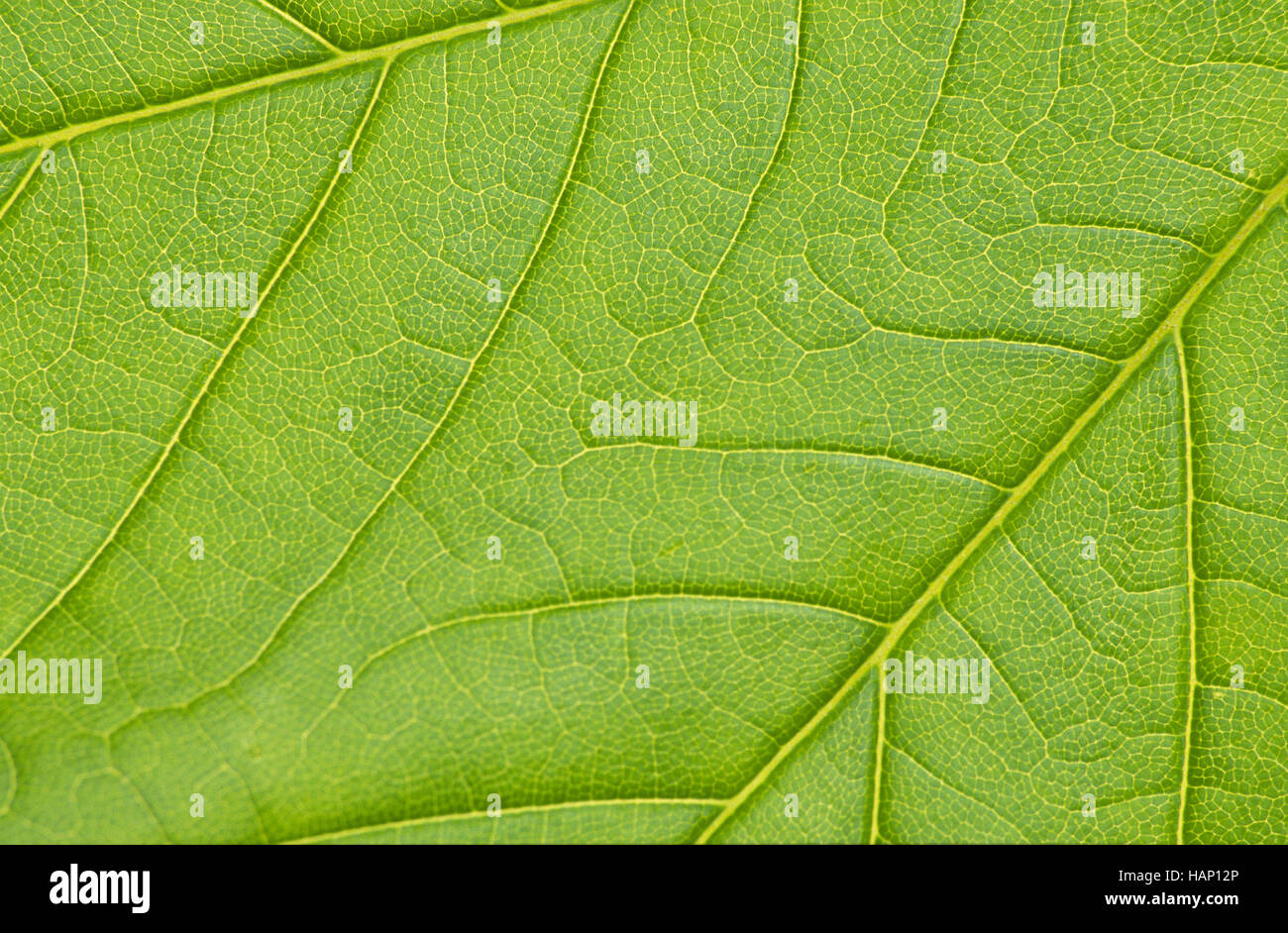 sycamore maple Stock Photo