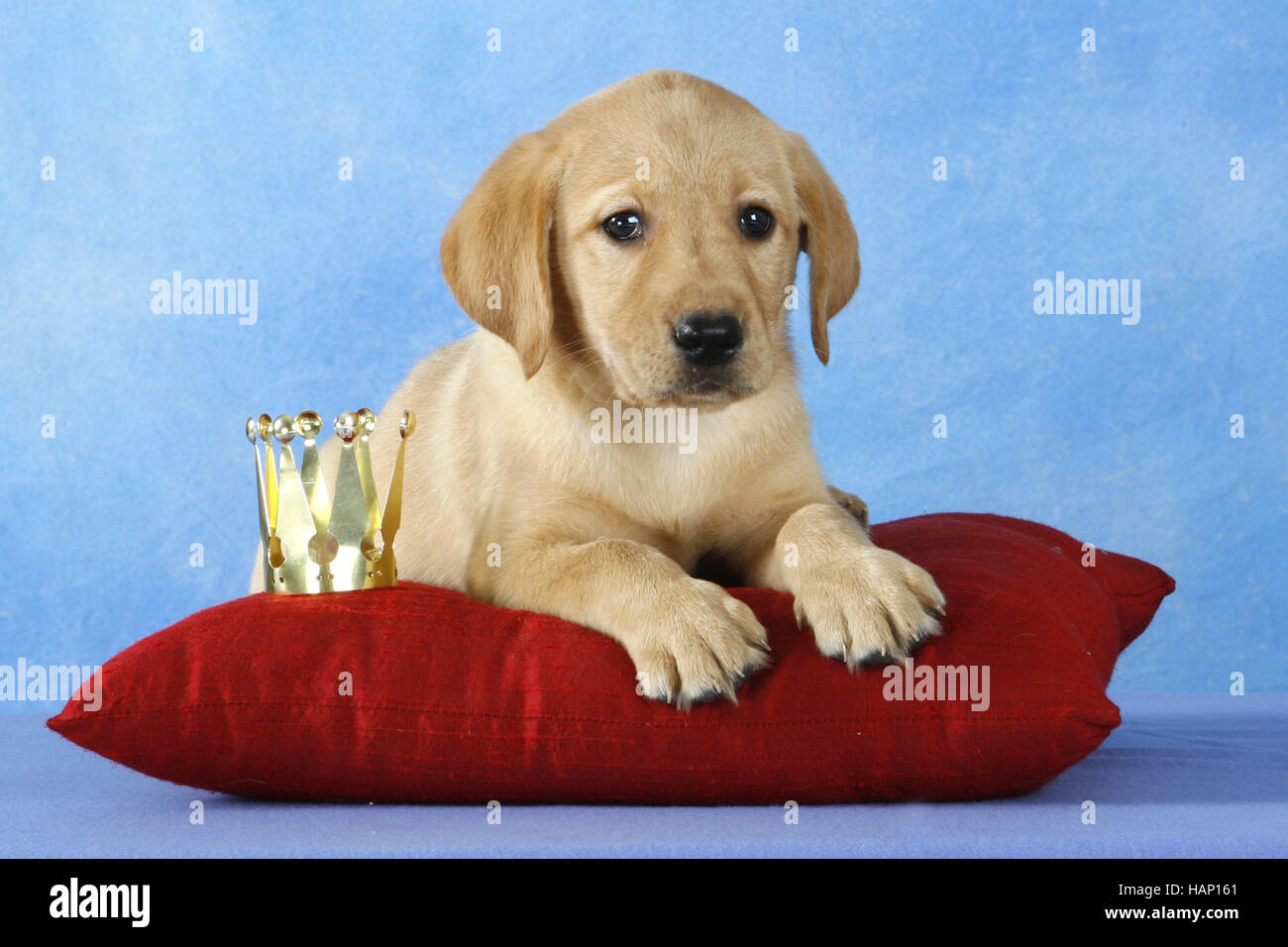 Labrador Retriever Whelp Stock Photo - Alamy