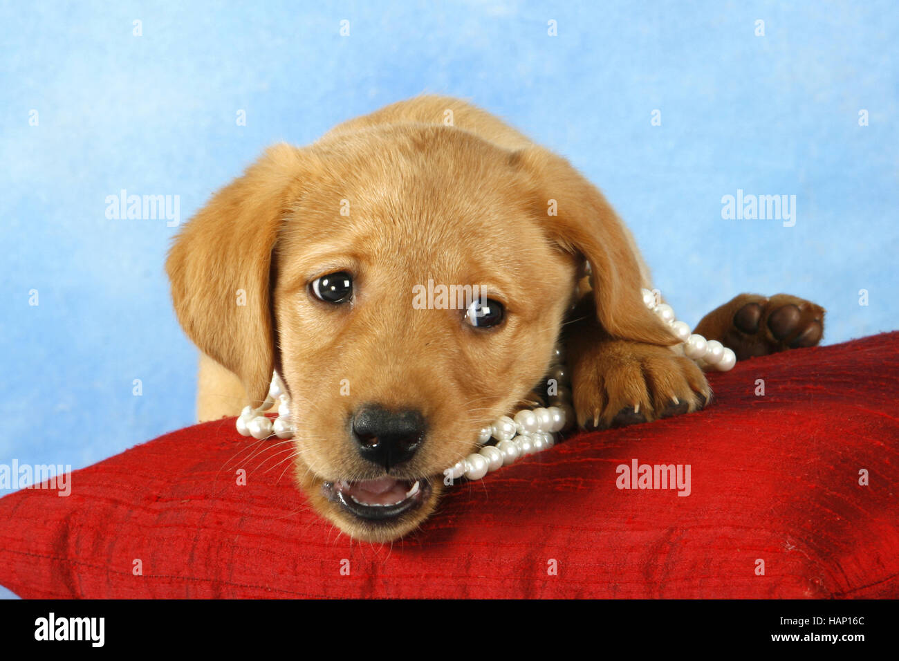 Naughty labrador puppy hires stock photography and images Alamy