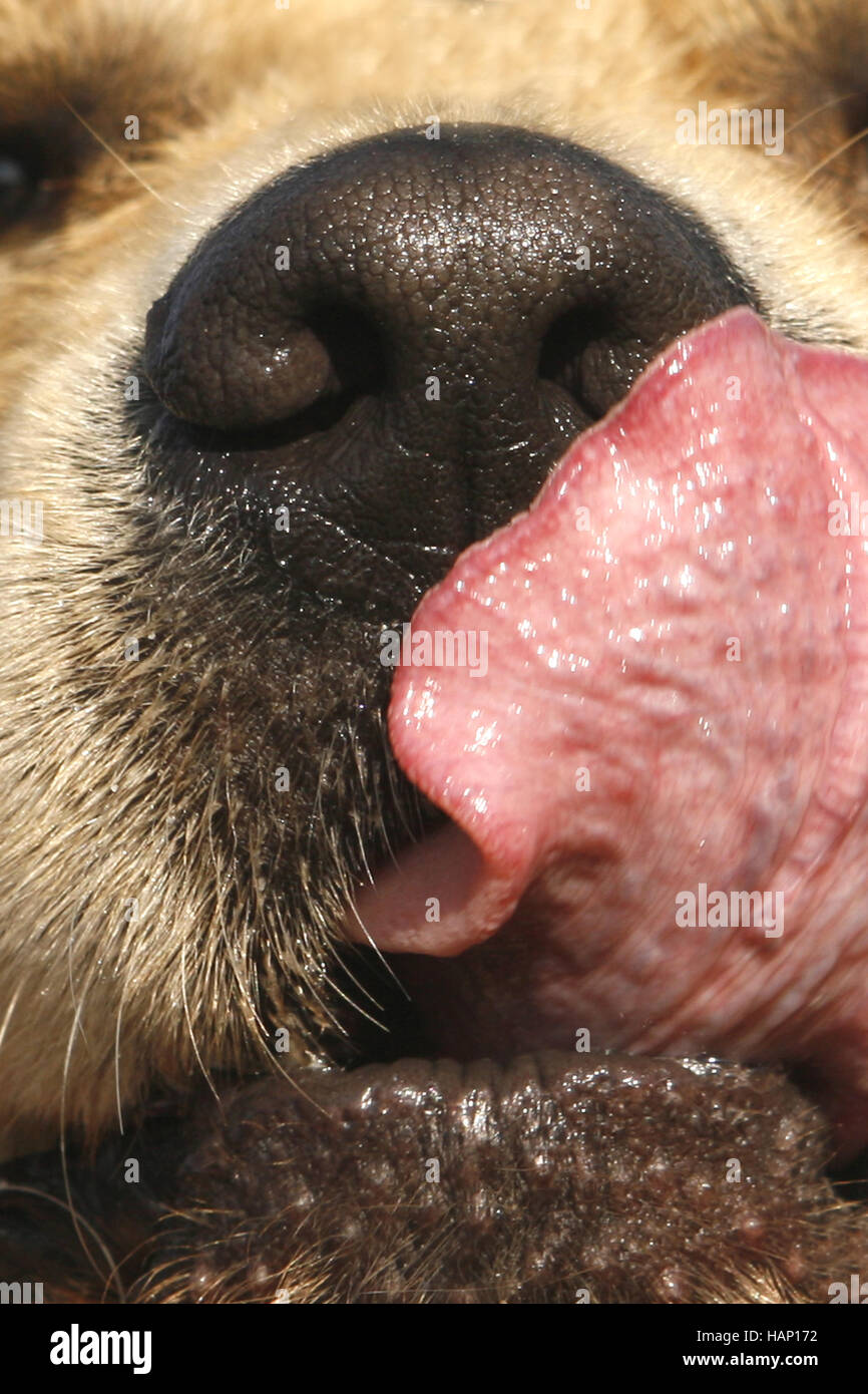 Nase von Golden Retriever mit Zunge Stock Photo