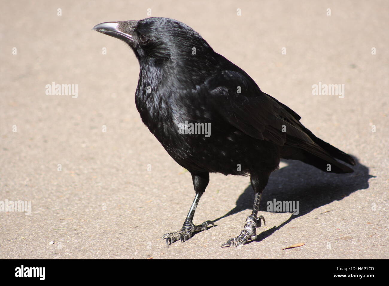 Raven Stock Photo
