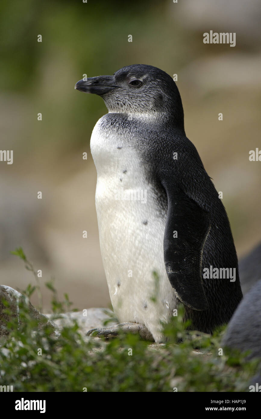 jackass penguin Stock Photo