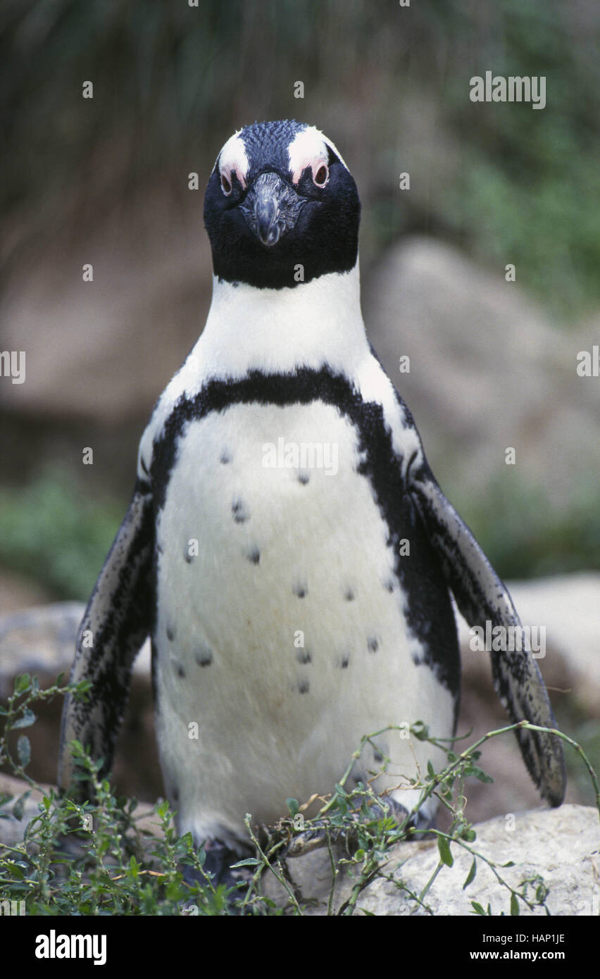 jackass penguin Stock Photo