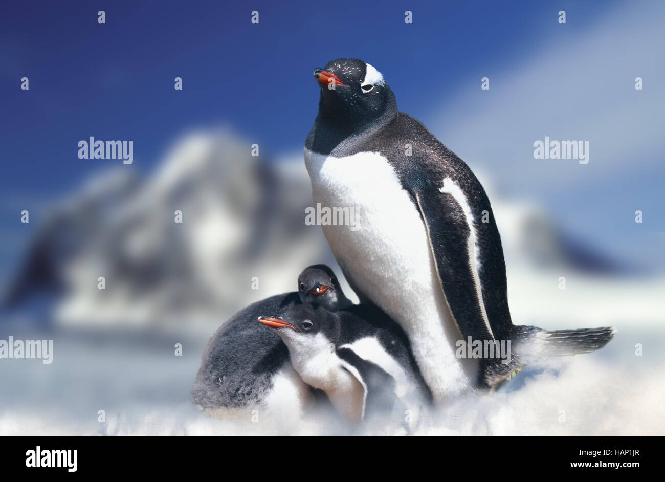 eselspinguin, pygoscelis papua, gentoo penguin Stock Photo