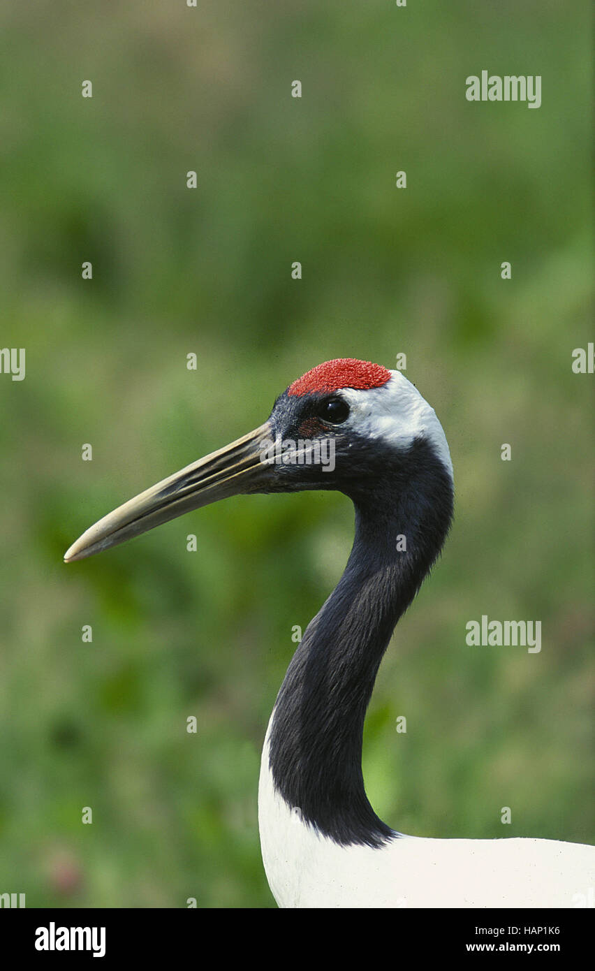 Japanese crane hires stock photography and images Alamy