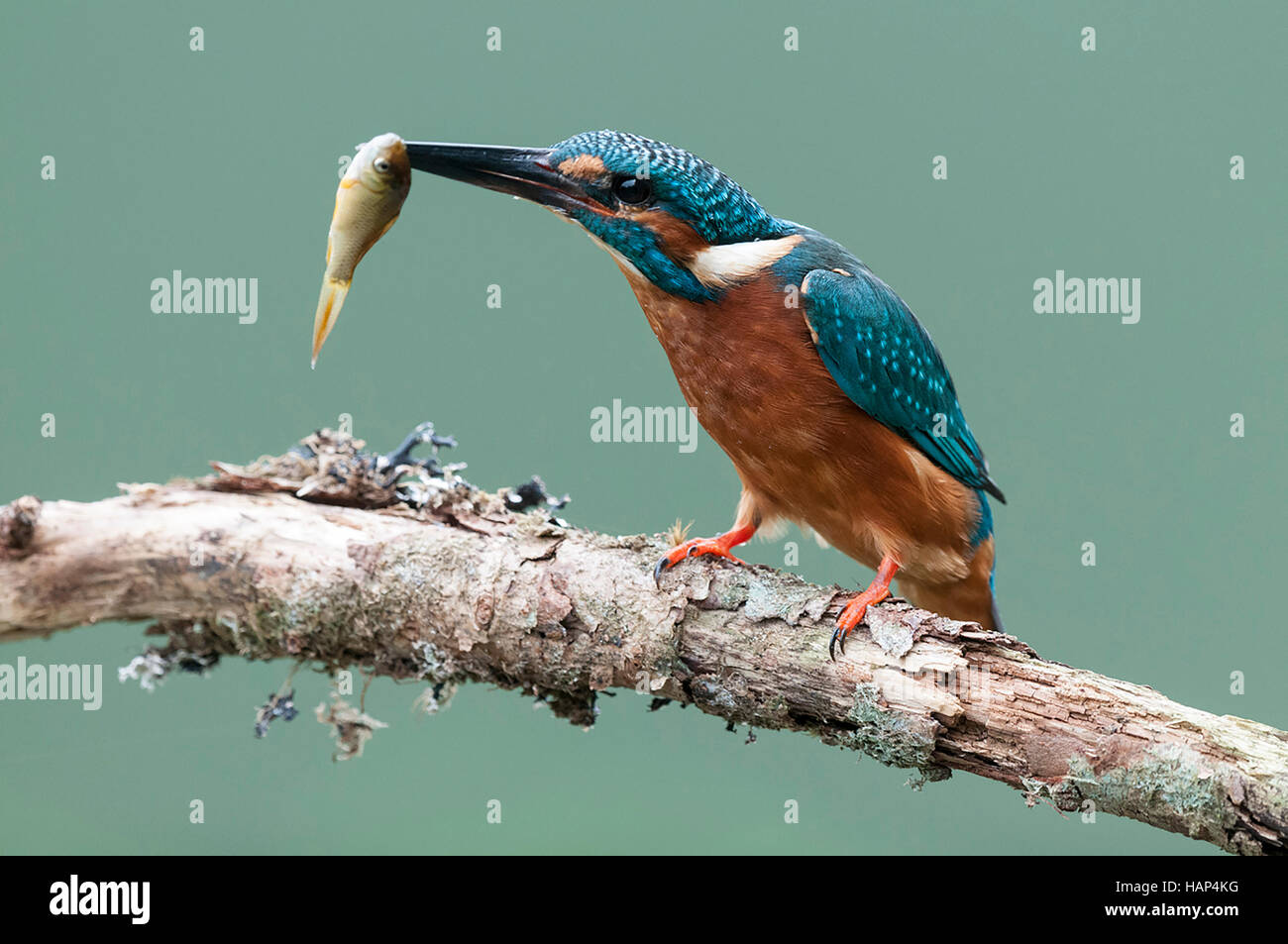 Male Kingfisher with a fish it has just caught Stock Photo