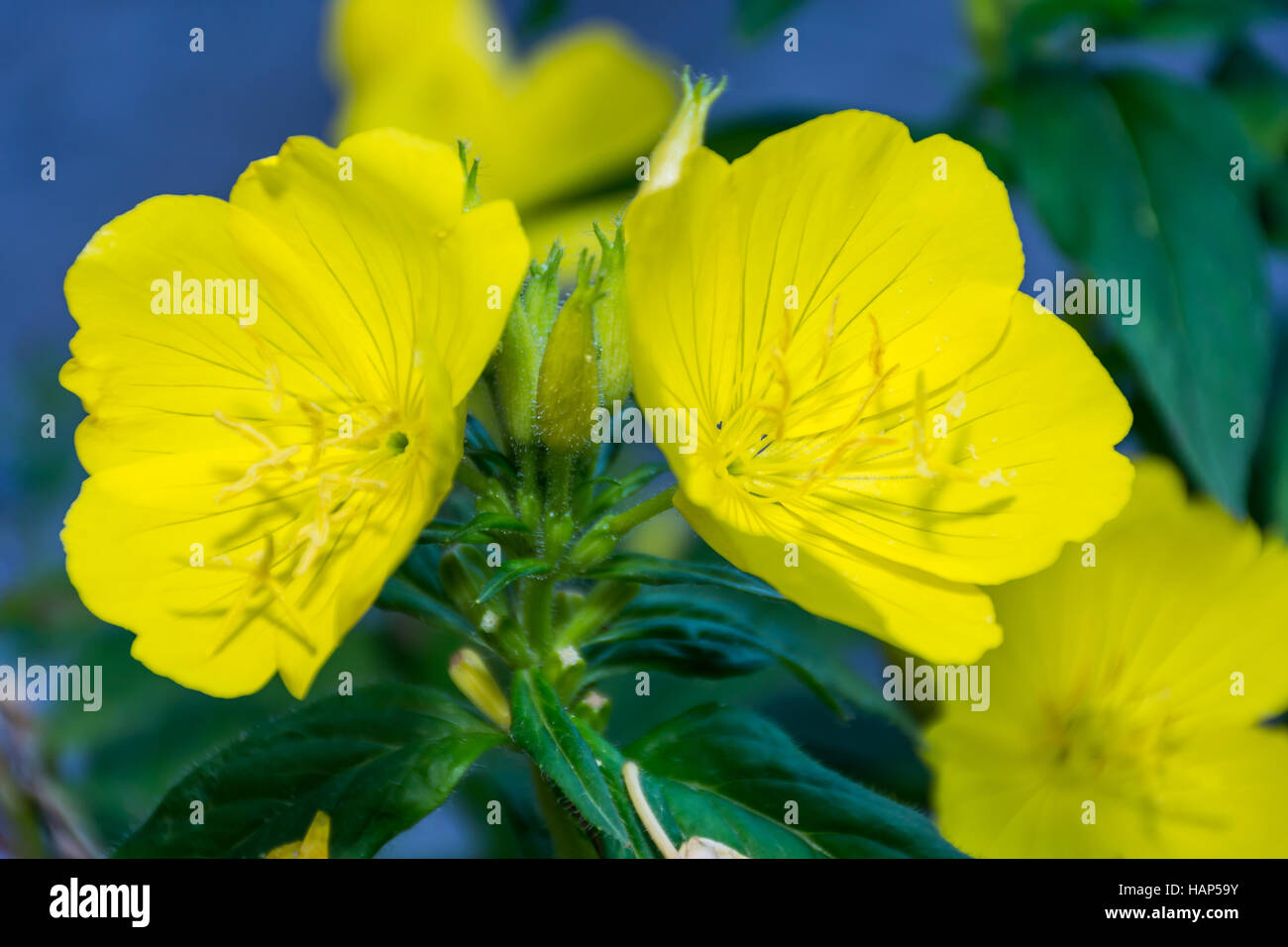 Beautiful Yellow Oenothera biennis, Evening primrose wild Stock Photo