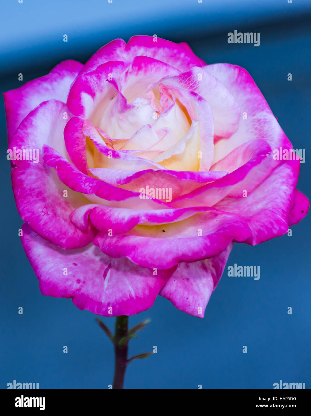 Pink rosa chinensis spring flower plant Japanese rose Stock Photo Alamy