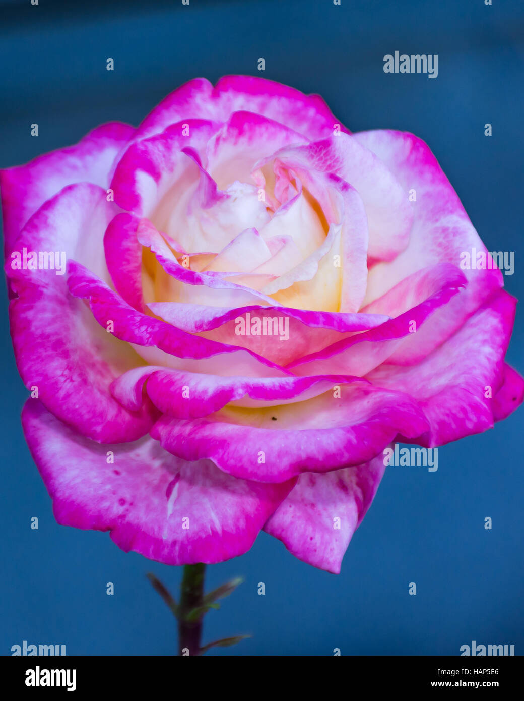 Pink rosa chinensis spring flower plant Japanese rose Stock Photo