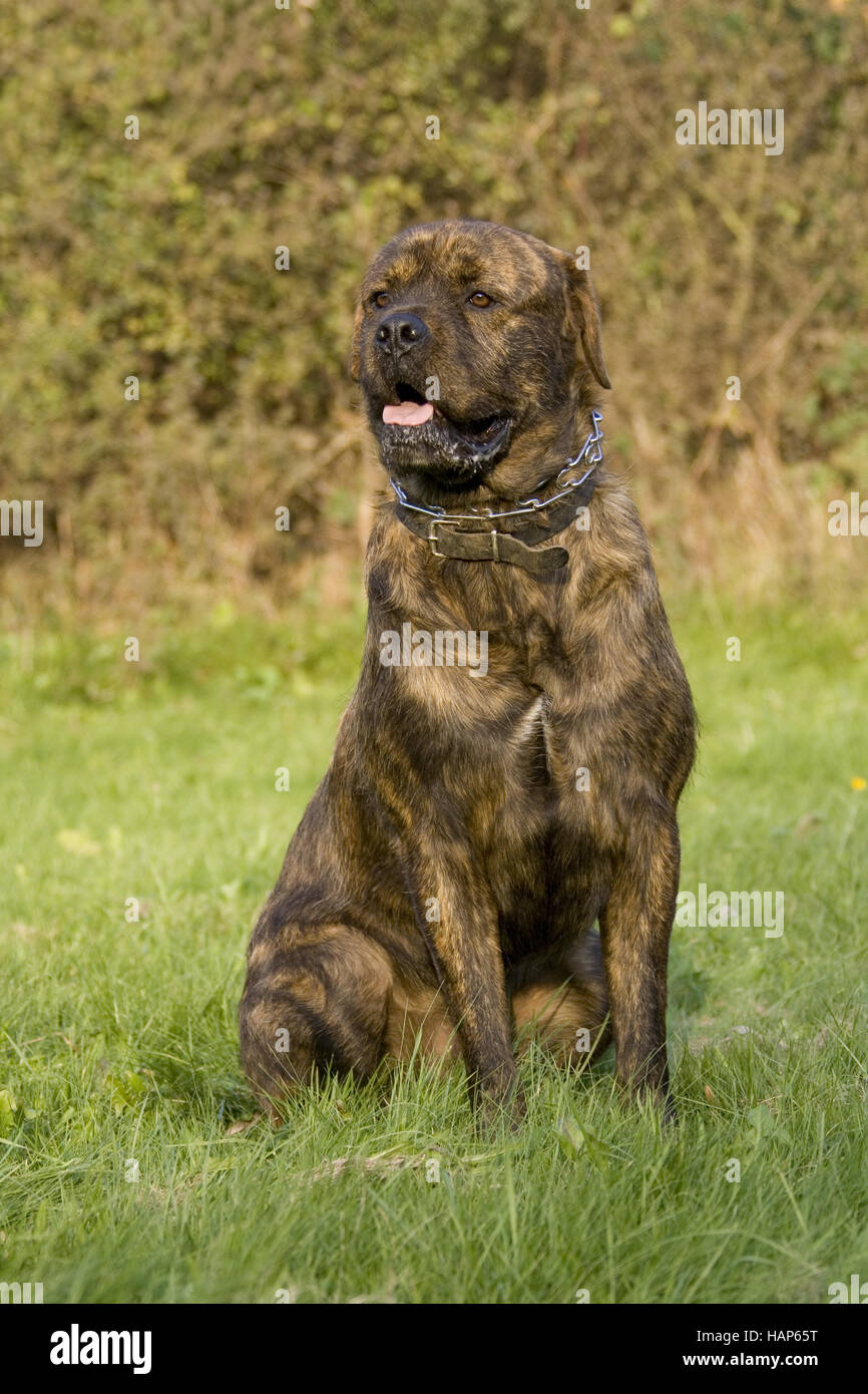 American Bulldog Rottweiler Mischung Stock Photo Alamy