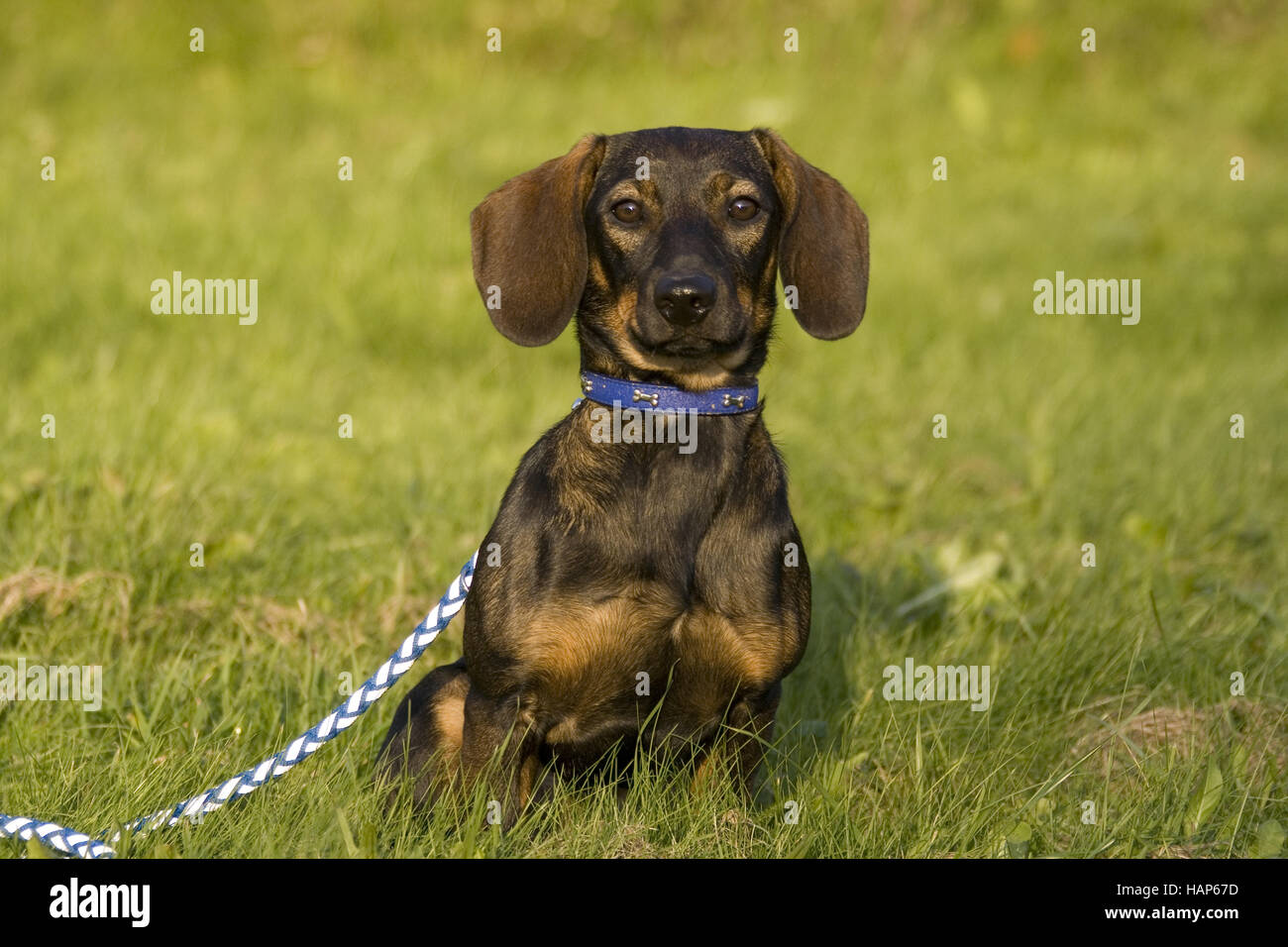 Dackel Stock Photo - Alamy