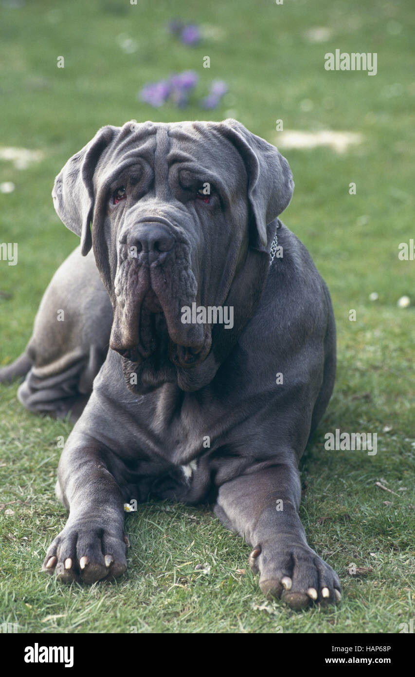 Blue English Mastiff