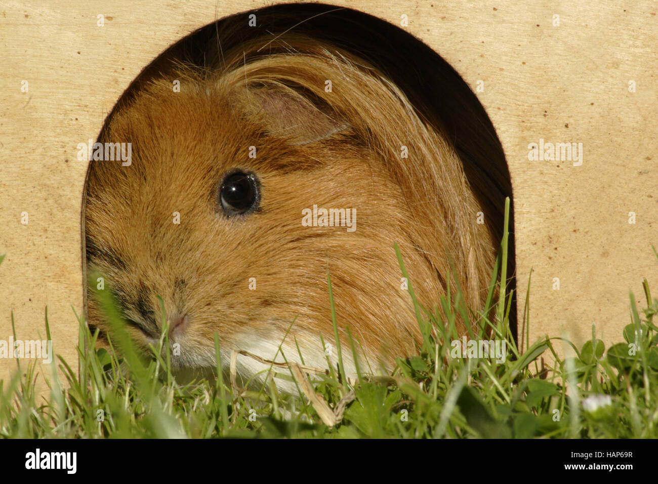 Hauschen High Resolution Stock Photography and Images - Alamy