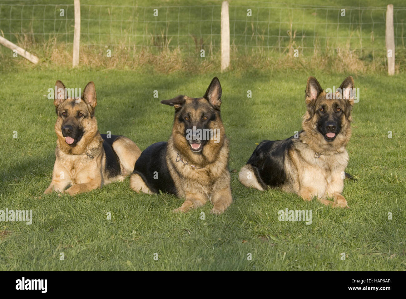 Beibringen High Resolution Stock Photography and Images - Alamy