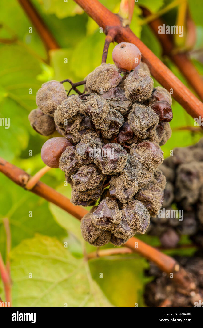 Noble rot of a wine grape, grapes with mold, Botrytis, Sauternes, France Stock Photo