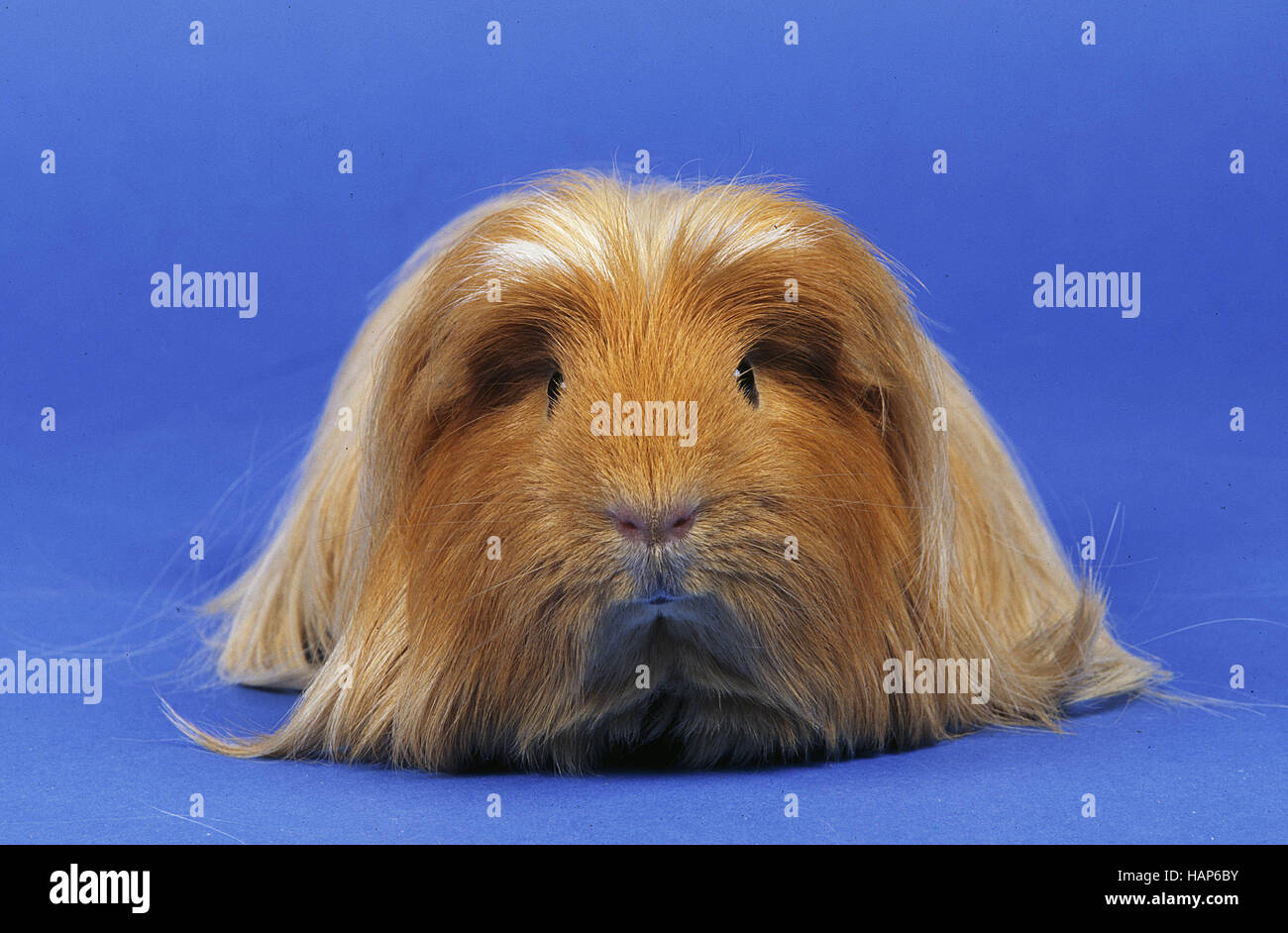Guineapig house hires stock photography and images Alamy