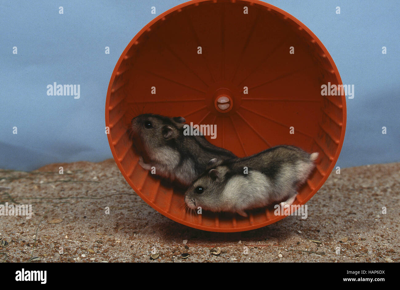 View of Hamster cage wheel hi-res stock photography and images - Alamy